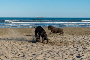 perros raza perdiguero de burgos y perro de agua español jugando en la playa ,escarbando un hoyo...
