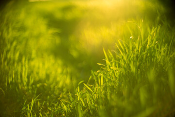 Fresh green grass grow in sunny spring field