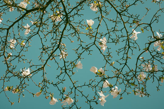 Blossoming white magnolia flowers in Spring against blue sky in Van Gogh style