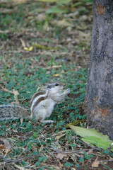 squirrel in new delhi (india) 