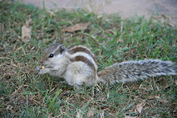 squirrel in new delhi (india) 