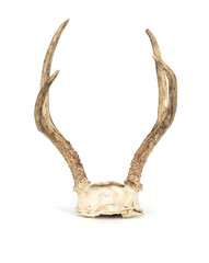 Isolated deer antlers or deer rack. 2 point horns of deer. Standing animal horns attached to...