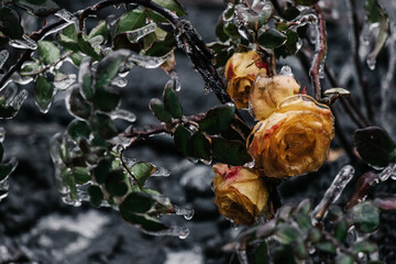 In late autumn, a bush of yellow roses was covered with a layer of ice and icicles after a freezing rain