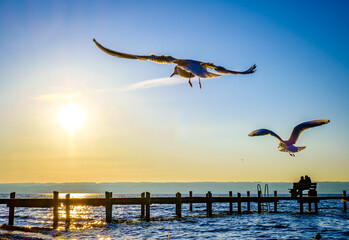 seagull at a lake
