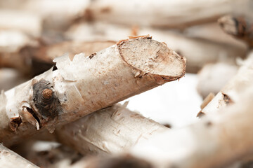 Cut birch twigs; close up. Natural wood background or texture. Birch tree wreath. Branches arranged in circular nest shape; used for table center pieces or door hanger. Selective focus on one branch.