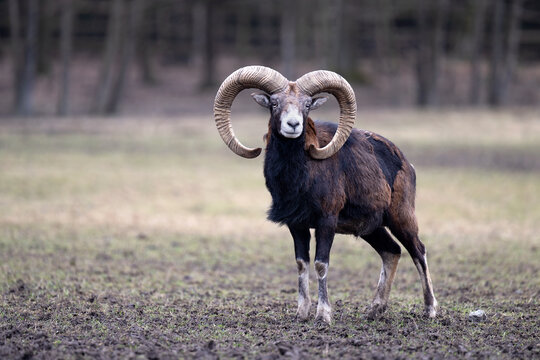 The mouflon stands on the edge of the forest and looks around.