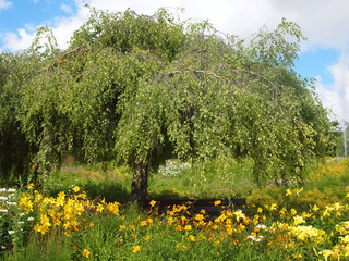 Beautiful Hoehenpark Killesberg in Stuttgart