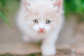 Lovely little fluffy kitten is walking in the summer garden with a curious look