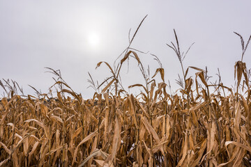 Winter Cornfield