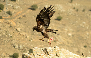 aguila real en la montaña abulense