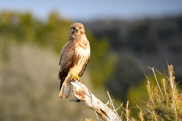 aguila ratonero observa desde su posadero