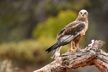 aguila lagunero con sus presas en el bosuqe