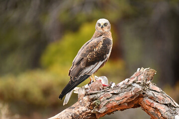 aguila lagunero con sus presas en el bosuqe