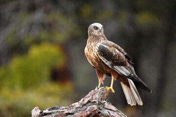 aguila lagunero con sus presas en el bosuqe