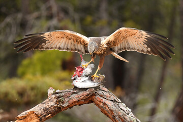 aguila lagunero con sus presas en el bosuqe
