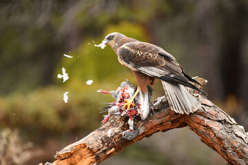 aguila lagunero con una presa en el arbol