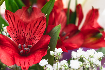 Bouquet of red alstroemeria and white gypsophila flowers. Floral card with selective focus