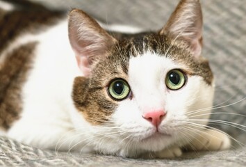 A young white-striped tabby cat lies and looks warily and attentively.