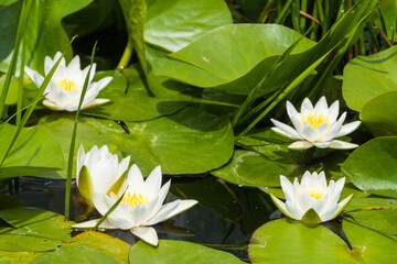 Wasserlilien in Teich