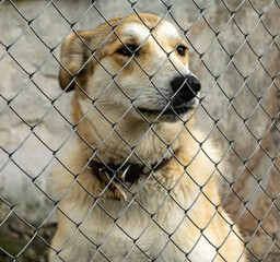 A sad young dog with downcast ears behind an aviary hedge in an animal shelter.