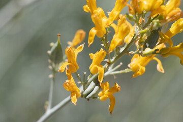 Yellow flowering terminal racemose panicle inflorescence of Ehrendorferia Chrysantha, Papaveraceae, native perennial monoclinous deciduous herb in the San Gabriel Mountains, Transverse Ranges, Summer.