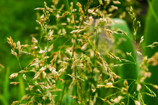 Natural background. Meadow weeds in the meadow.