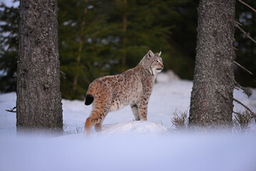 Eurasian lynx in winter snow forest Sumava National Park Kvilda