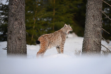Eurasian lynx open mouth in winter snow forest Sumava National Park Kvilda - obrazy, fototapety, plakaty