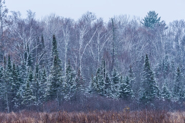 Northwoods Snow
