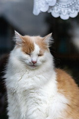 Fototapeta premium White-red fluffy cat fell asleep sitting on the windowsill attentively outside the window.