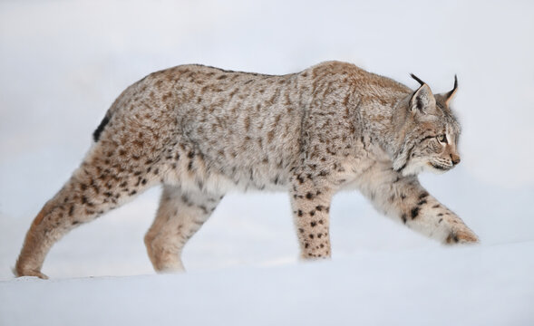 Eurasian lynx in winter snow forest Sumava National Park Kvilda