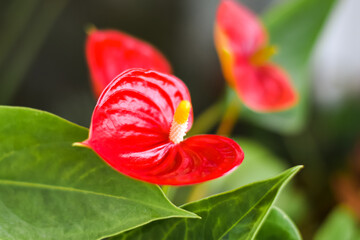 Anthurium andreanum - Anthurium is an evergreen plant of the Aroid family. Indoor, slightly toxic plant.