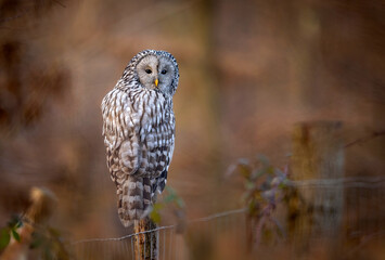 Ural owl ( Strix uralensis ) close up