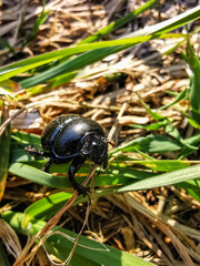 Taiga beetle Sphaeritidae or ball beetle. a family of insects of the Coleoptera order, including one genus Sphaerites.