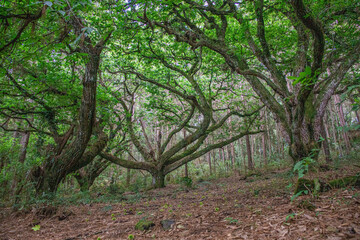 Obraz premium trees in the forest