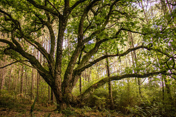 Fototapeta na wymiar trees in the woods
