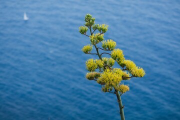 Minimalistic frame, detail of a tree in the background with the sea and the silhouette of a ship....