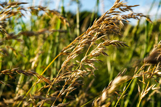 Meadow weeds in the meadow. Natural background.