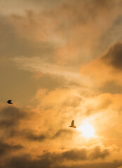 seagull flying in the sky