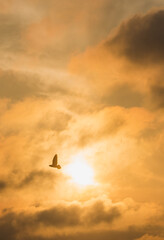 sunset in the sky
