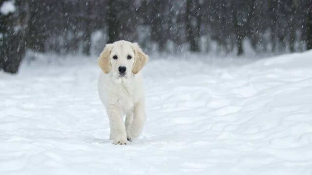 Cute young golden retriever in a snowy winter forest against the background of a nearby forest under falling snow.