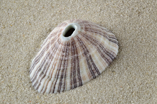 Conical keyhole limpet seashell on sand beach, nice souvenir gift or decoration item