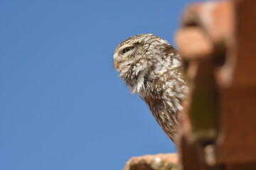 Mochuelo observando su territorio desde su posadero