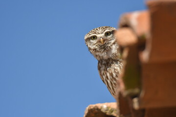 Mochuelo observando su territorio desde su posadero