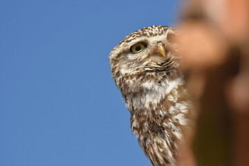 Mochuelo observando su territorio desde su posadero