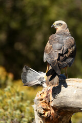 Aguila lagunero en el bosque mediterraneo cazando sus presas