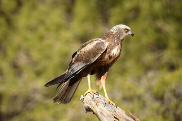 Aguila lagunero en el bosque mediterraneo cazando sus presas