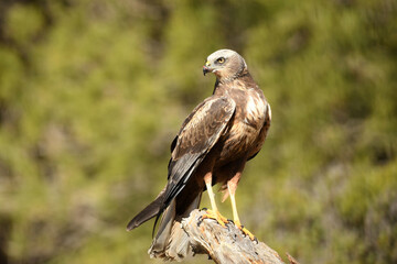 Aguila lagunero en el bosque mediterraneo cazando sus presas