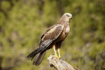 Aguila lagunero en el bosque mediterraneo cazando sus presas