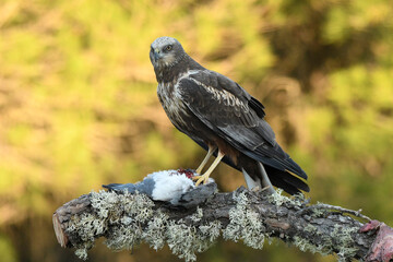 Aguila lagunero en el bosque mediterraneo cazando sus presas